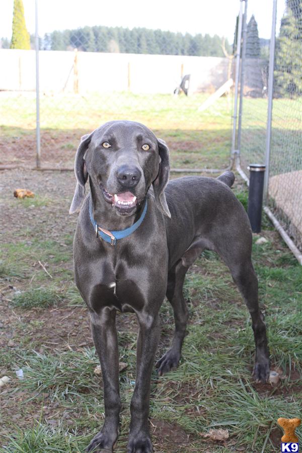 Stud Dogs - Weimaraner